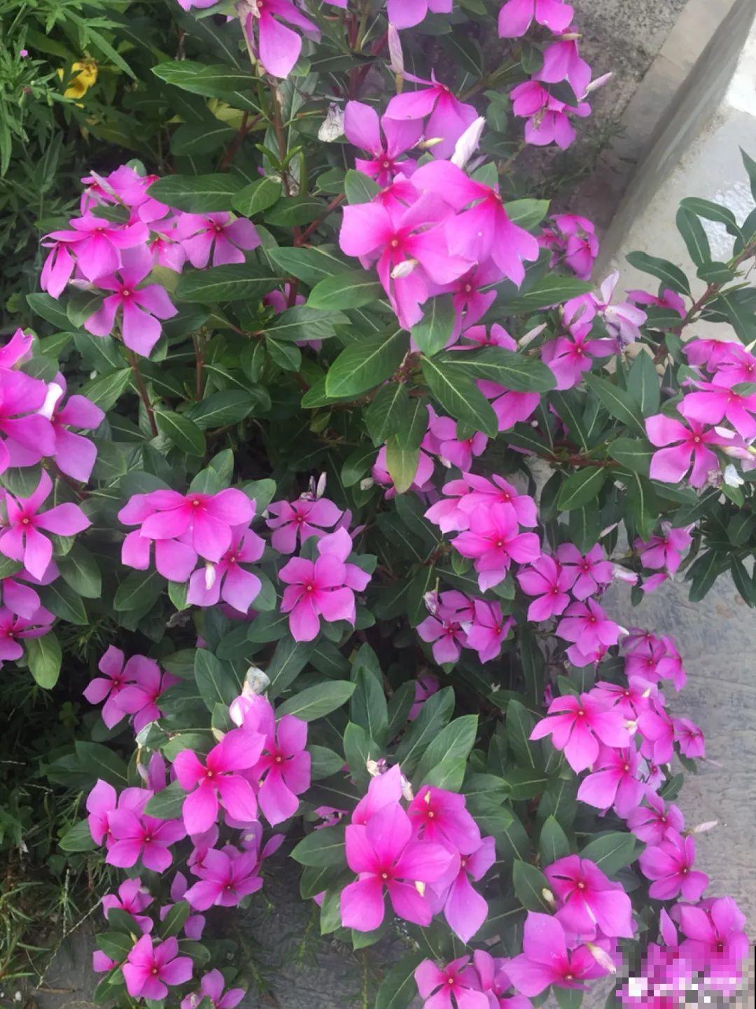 11种花,下个月就开花,现在养护是关键! 11种花,下个月就开花,现在养护是关键!