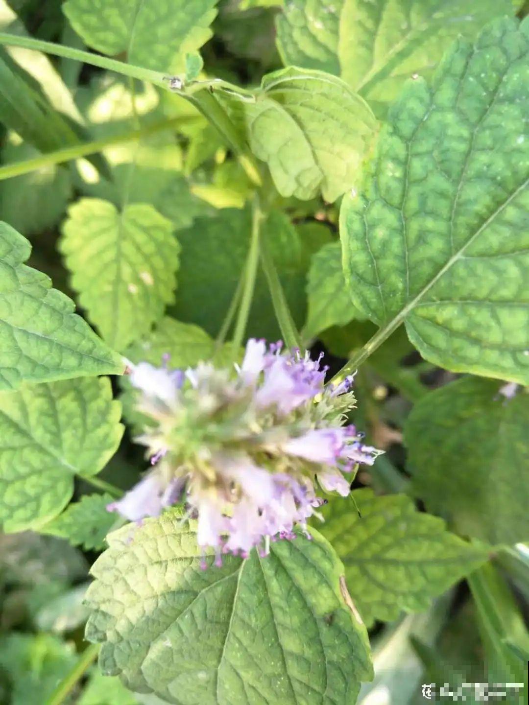 9种花最适合养厨房,去腻吸油烟,香味满屋子! 9种花最适合养厨房,去腻吸油烟,香味满屋子!