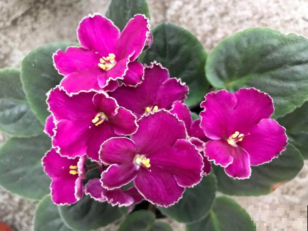 绿萝养腻了,换成非洲紫罗兰,1年有10个月花期! 绿萝养腻了,换成非洲紫罗兰,1年有10个月花期!