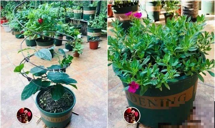 旧筷子、老干妈瓶，都是养花宝贝，做盆浇水都能用！