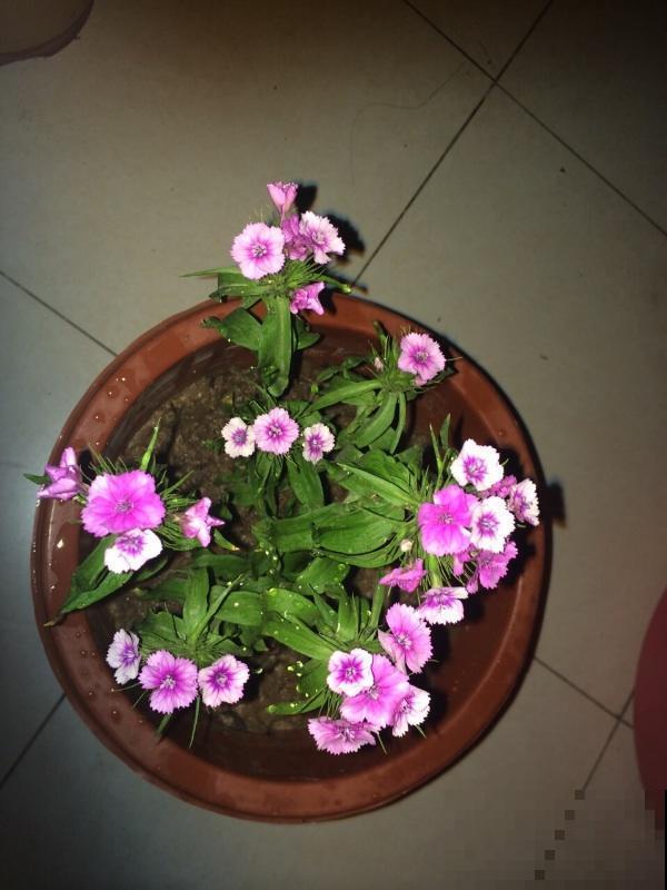 石竹好看还好养,连续开花5个月,秋天错过太可惜 石竹好看还好养,连续开花5个月,秋天错过太可惜