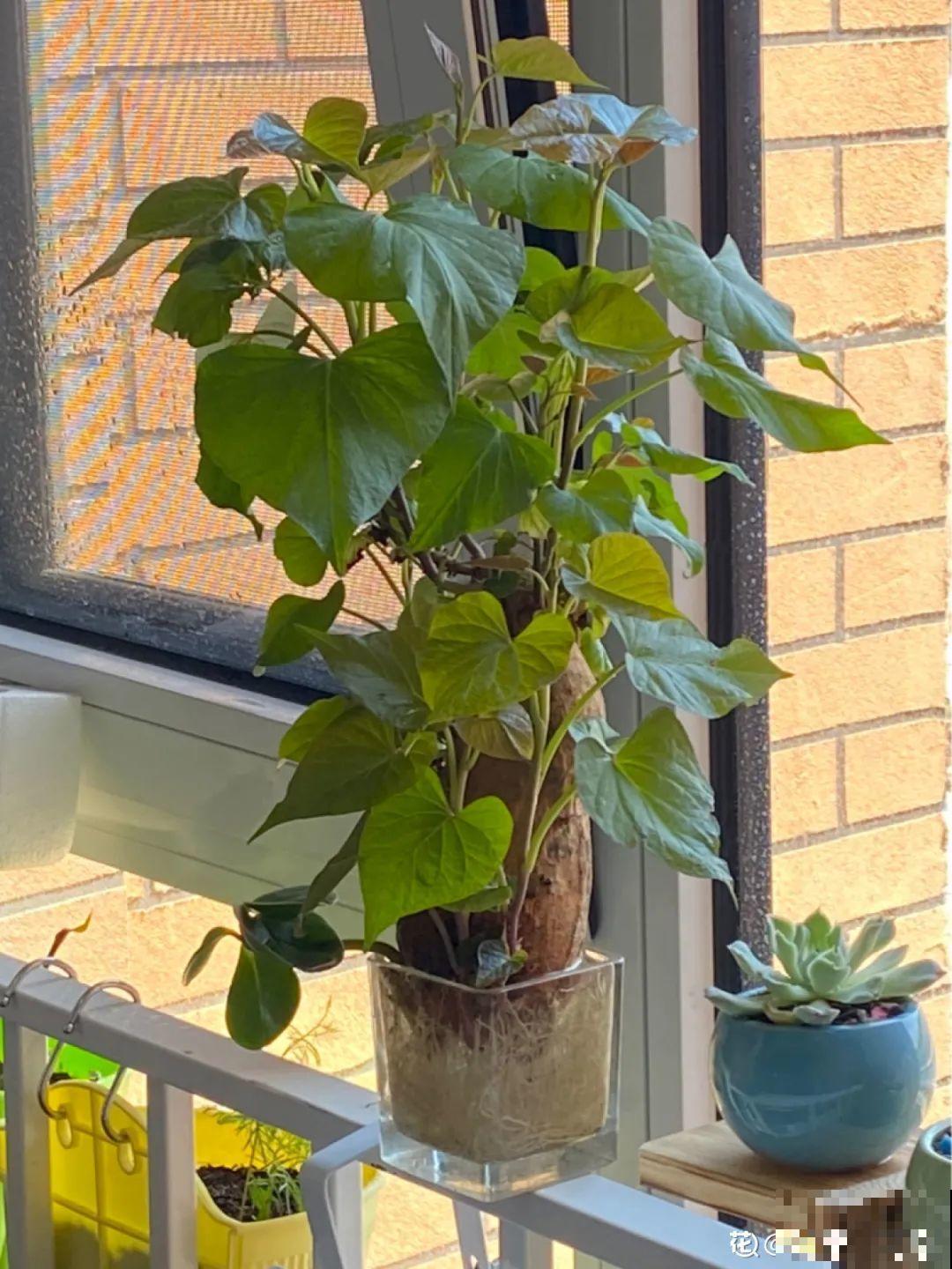 玉米地瓜，放久了自动变成盆栽，太好活了吧？