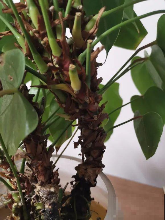 龟背竹长出长鞭子，连着茎一块砍下来，种土里就能活