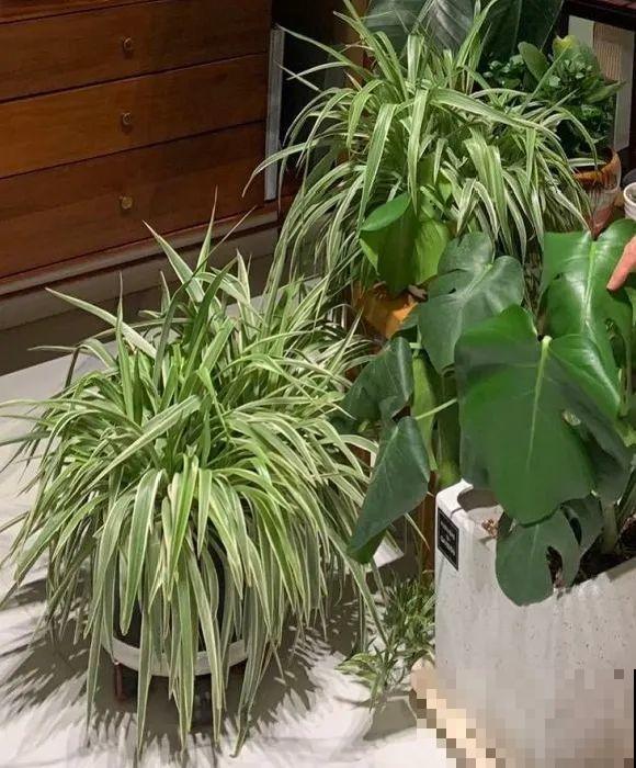 养花不一定要用大花盆，8种花要换小盆，挤着养才能长好