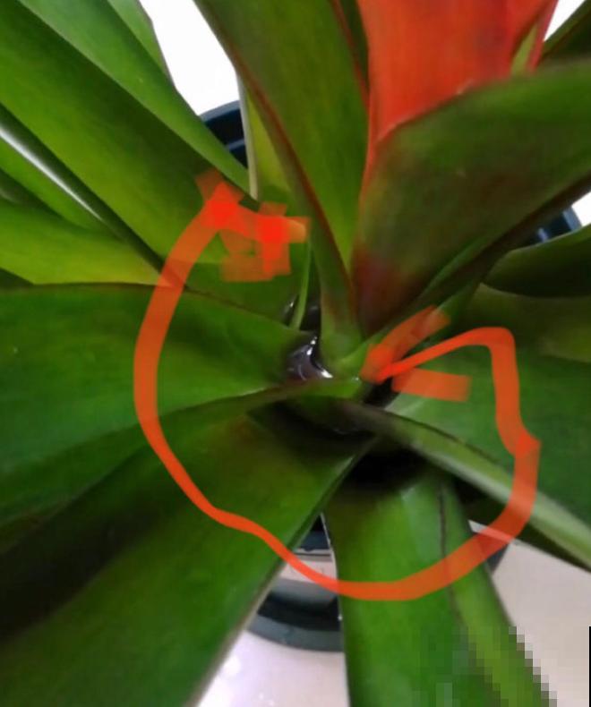 花市这种花是一次性的,开完花就死,可以扔掉了! 花市这种花是一次性的,开完花就死,可以扔掉了!