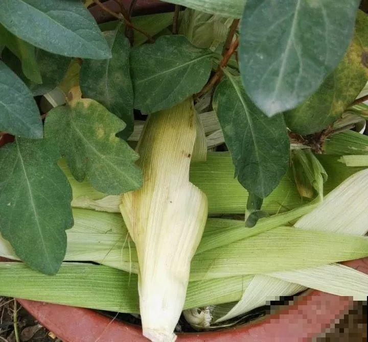 盆面冒杂草，到底拔不拔？