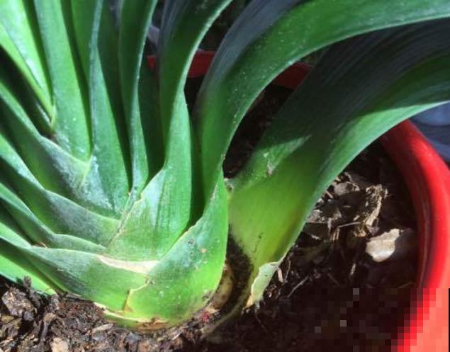 君子兰3大养护难题,一次性给你解决,今年准时开花! 君子兰3大养护难题,一次性给你解决,今年准时开花!