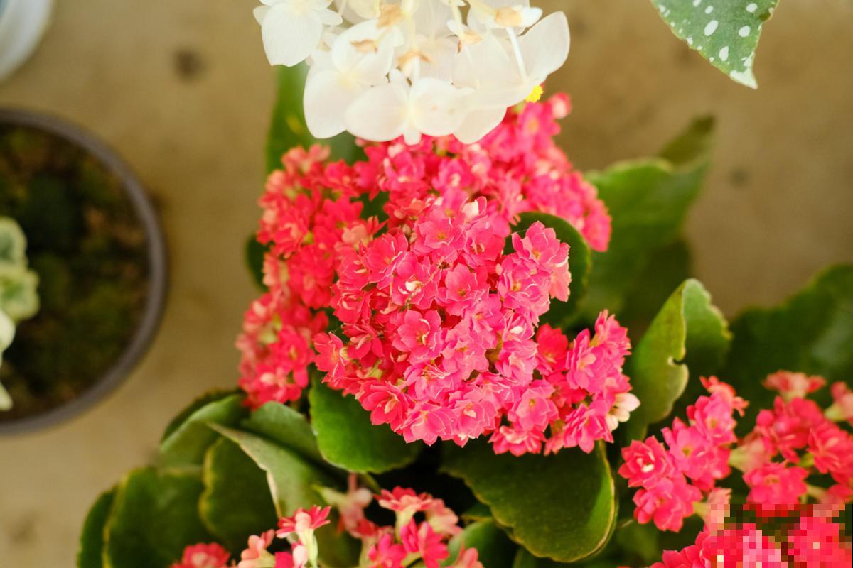 秋凉后，可以“唤醒”4种休眠花，很快就长花苞