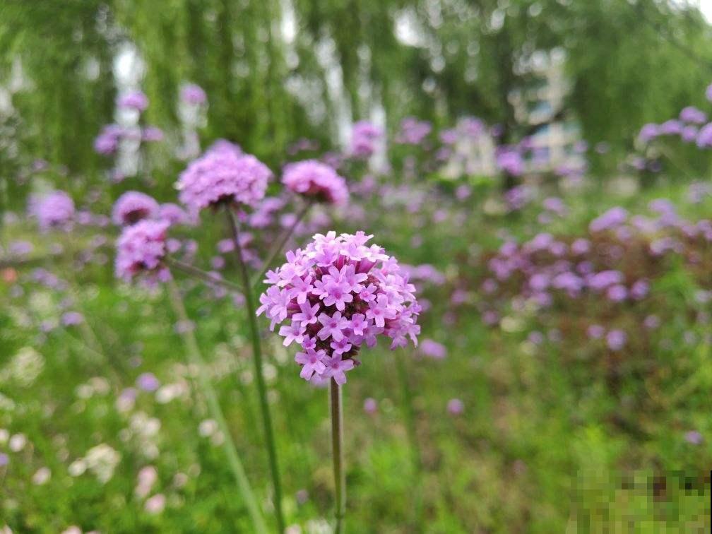 想要梦幻？不用去普罗旺斯，1把马鞭草种子满足你！