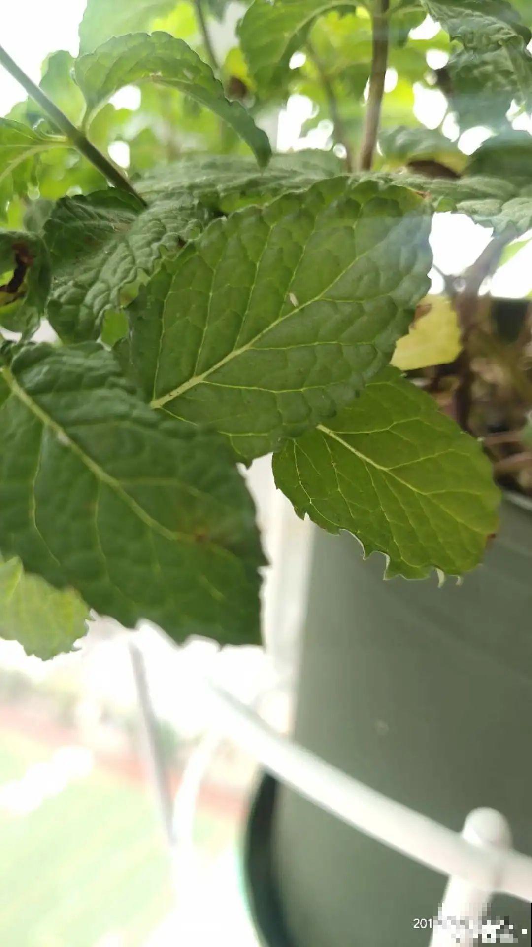 秋天虫子泛滥，不注意预防，家里的花都遭殃！