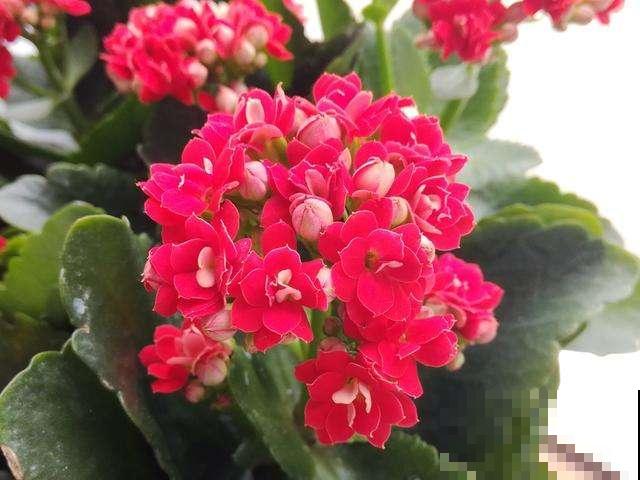 6种花，重瓣比单瓣好看多了，你见过几种？