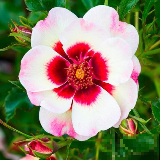 8款眼睛月季,花型独特,还有好闻的香味! 8款眼睛月季,花型独特,还有好闻的香味!