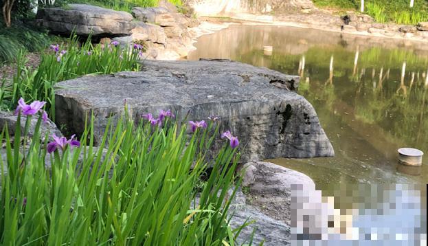 5种名字叫蝴蝶的花，全认识的没几个，最后一种长得太像了！