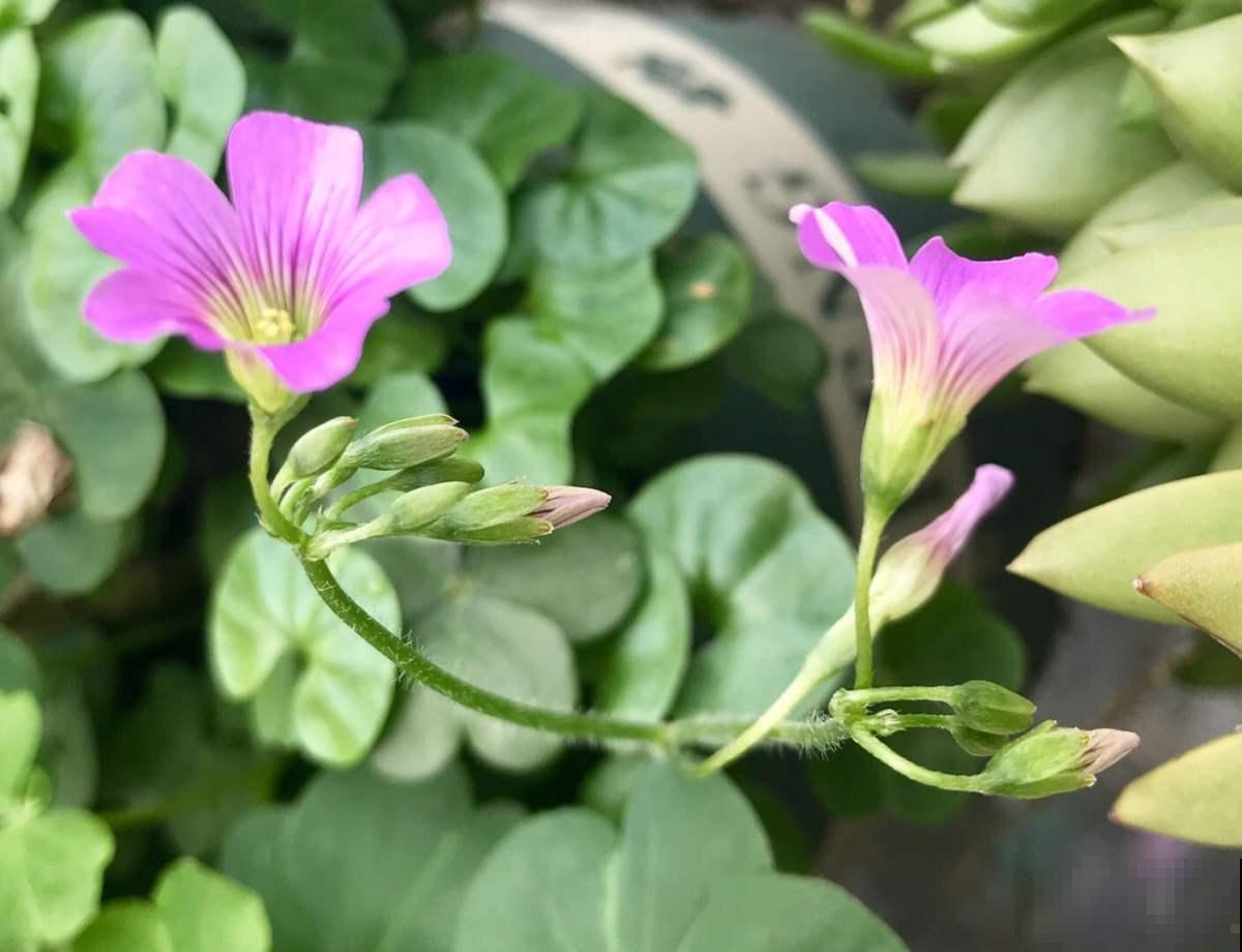 酢浆草不是三叶草，傻傻分不清？叫错名字惹笑话！