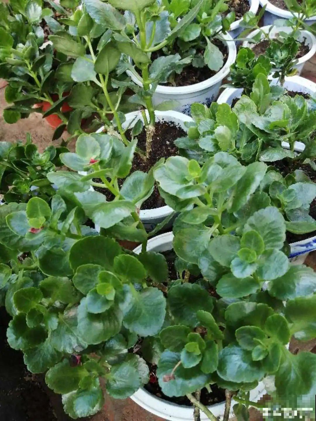 9月施肥季,这花赶紧贴秋膘,才能爆开花! 9月施肥季,这花赶紧贴秋膘,才能爆开花!