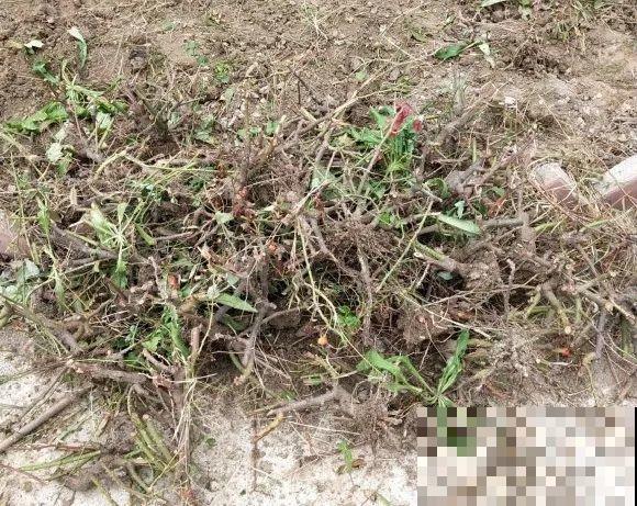 你扔的花,我捡回家,半个月起死回生! 你扔的花,我捡回家,半个月起死回生!