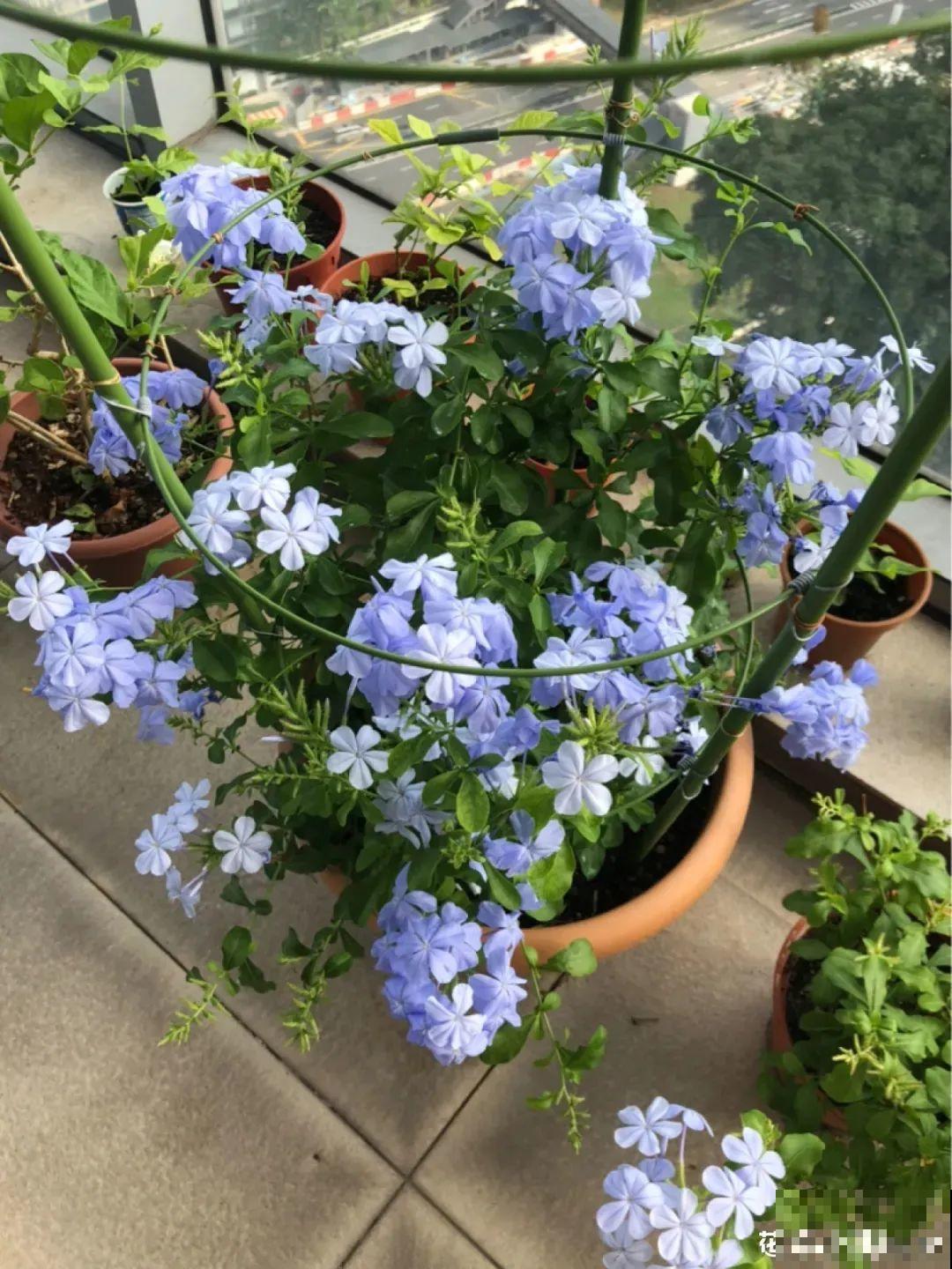 夏天的耐晒开花机器，越热开花越多，家里有一棵就够了！