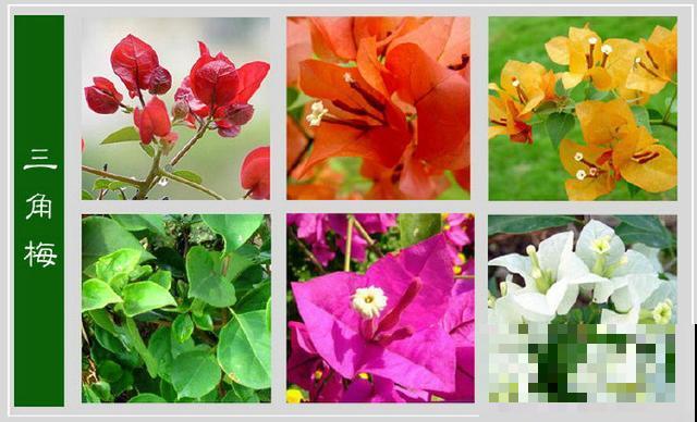 最齐全的《百花图谱》,珍藏起来,路边花都能叫上名! 最齐全的《百花图谱》,珍藏起来,路边花都能叫上名!