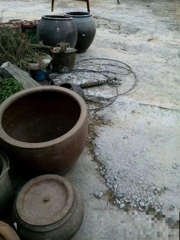 捡了3个大水缸，种上这几种花，放门口太霸气了！