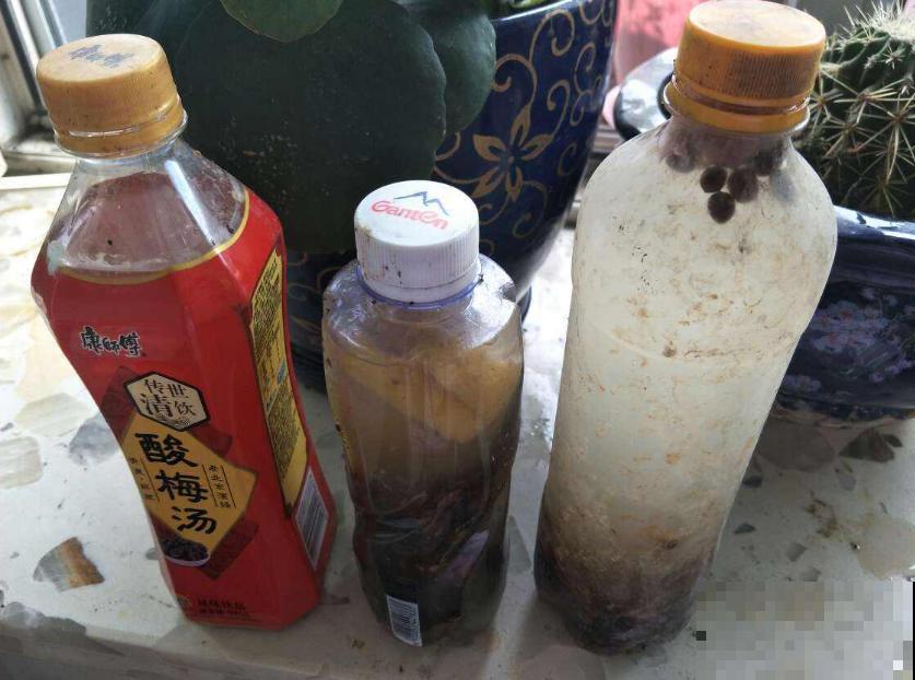 吃剩的骨头不要扔,拿来给花补钙,花朵疯长! 吃剩的骨头不要扔,拿来给花补钙,花朵疯长!