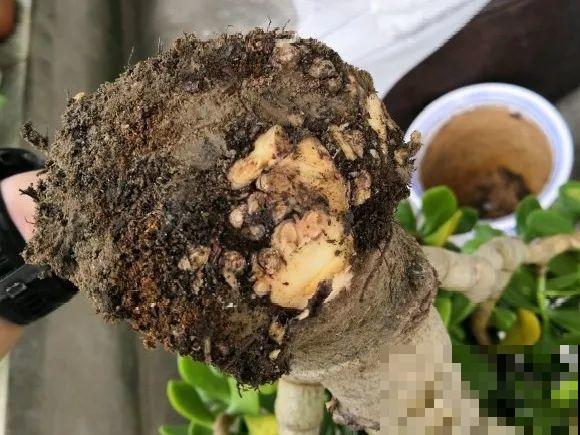 养花不一定要用大花盆，8种花要换小盆，挤着养才能长好