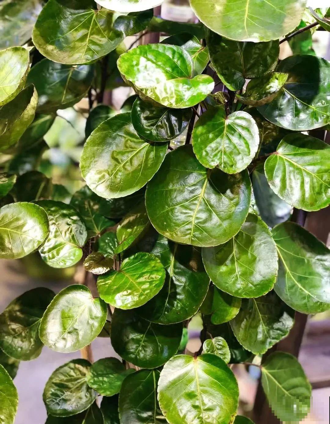 秋天养10种花，个个美得像油画，特别上档次！