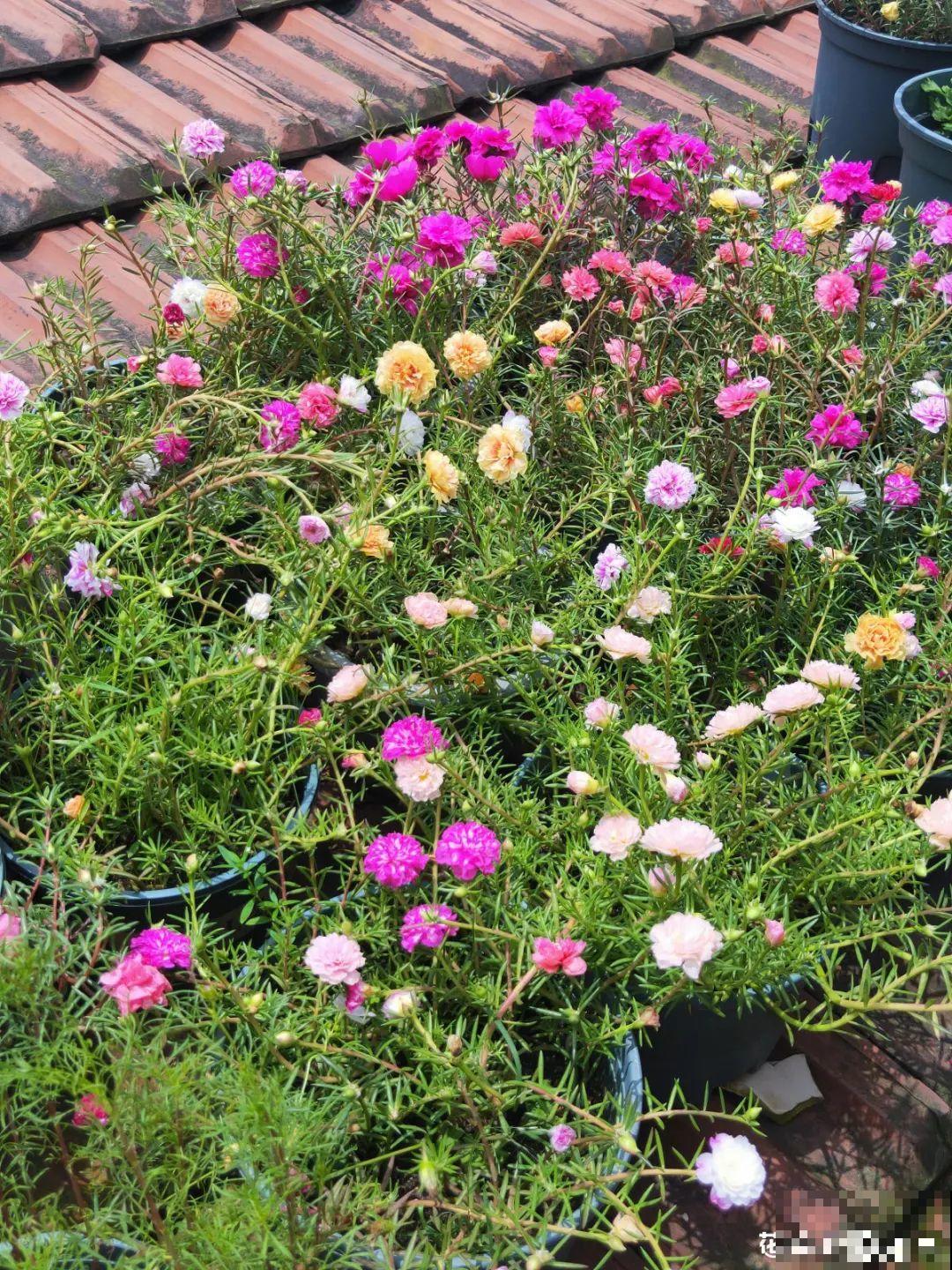 她在屋檐上养花，每天爬上爬下，乐在其中！