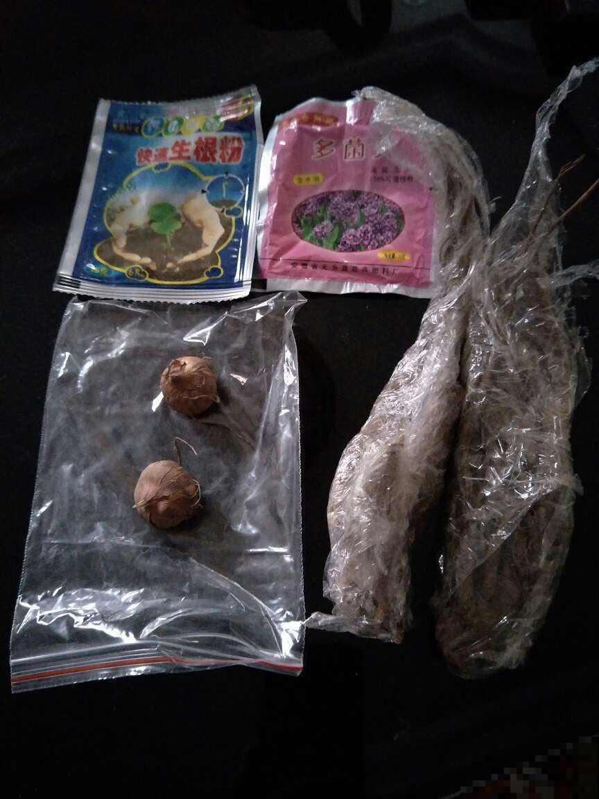 秋天养多肉,盆里扔点小东西,状态恢复快 秋天养多肉,盆里扔点小东西,状态恢复快