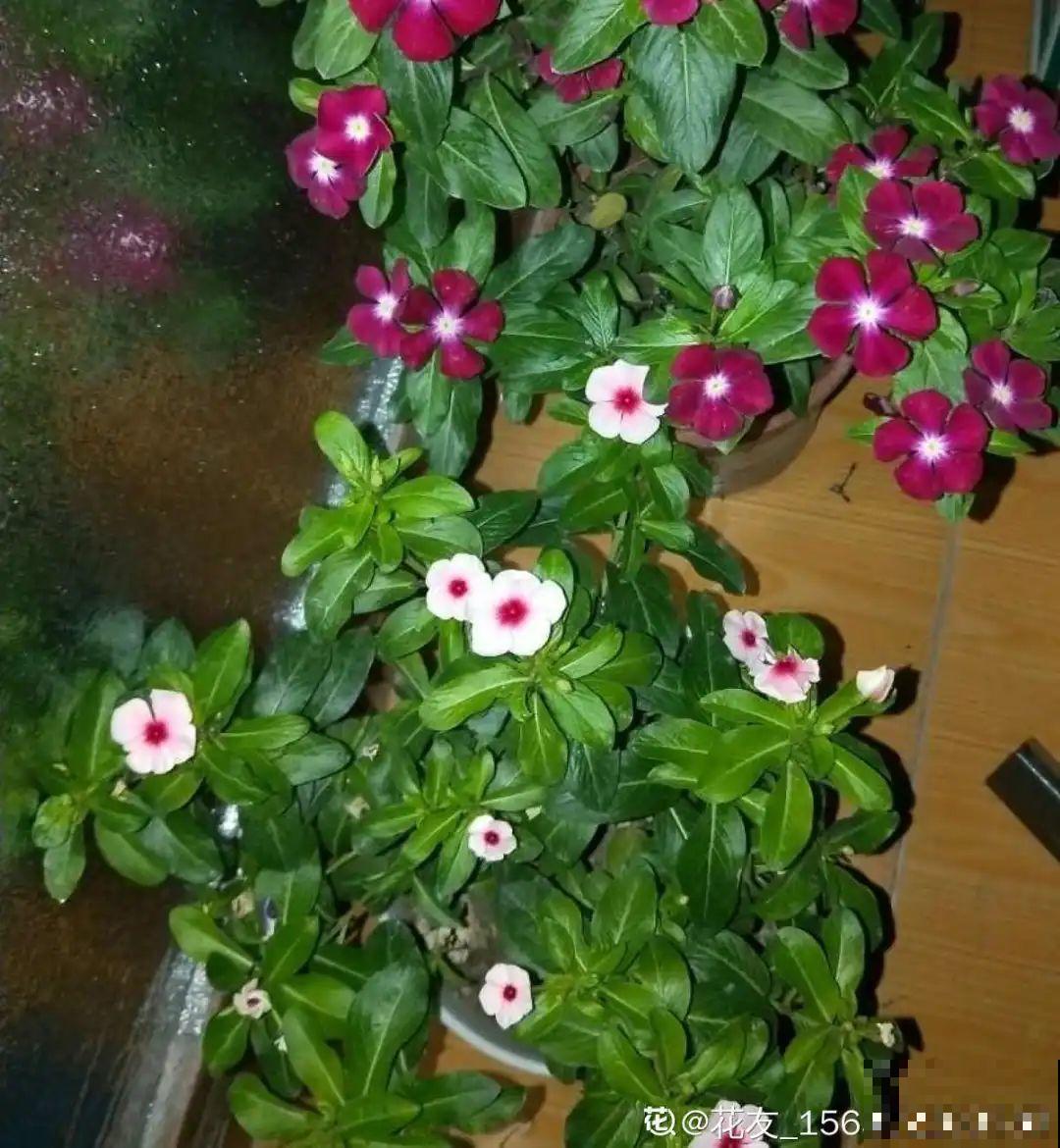 1种花是开花机器，只要温度合适，一年四季都能开花