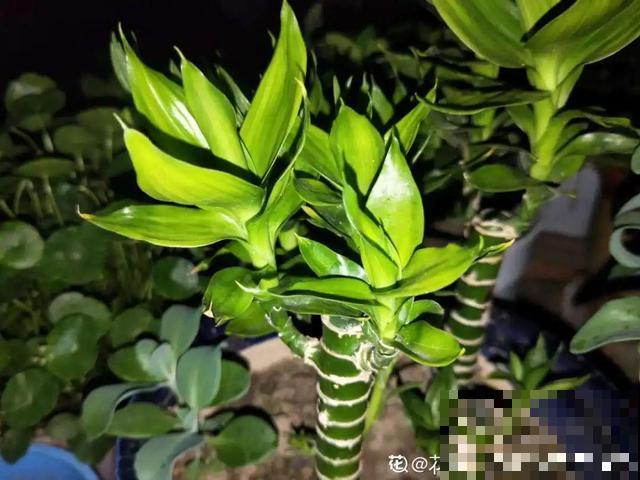 20种花,天凉了赶紧剪,来年开花有多又艳! 20种花,天凉了赶紧剪,来年开花有多又艳!