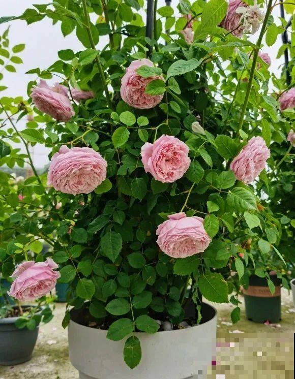 我在公司养300盆花，老板没批评，还帮忙拍照！