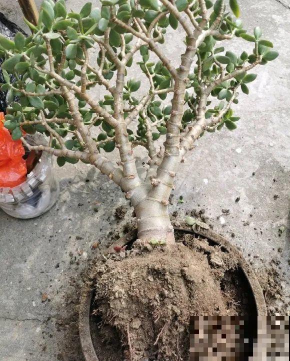 养花不一定要用大花盆，8种花要换小盆，挤着养才能长好