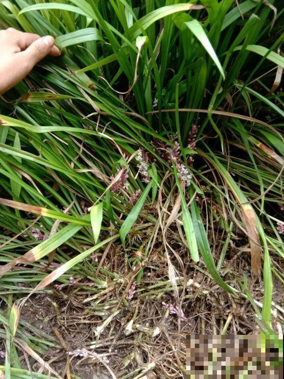 5种花最好别养,根钻得到处都是,砍都砍不尽! 5种花最好别养,根钻得到处都是,砍都砍不尽!