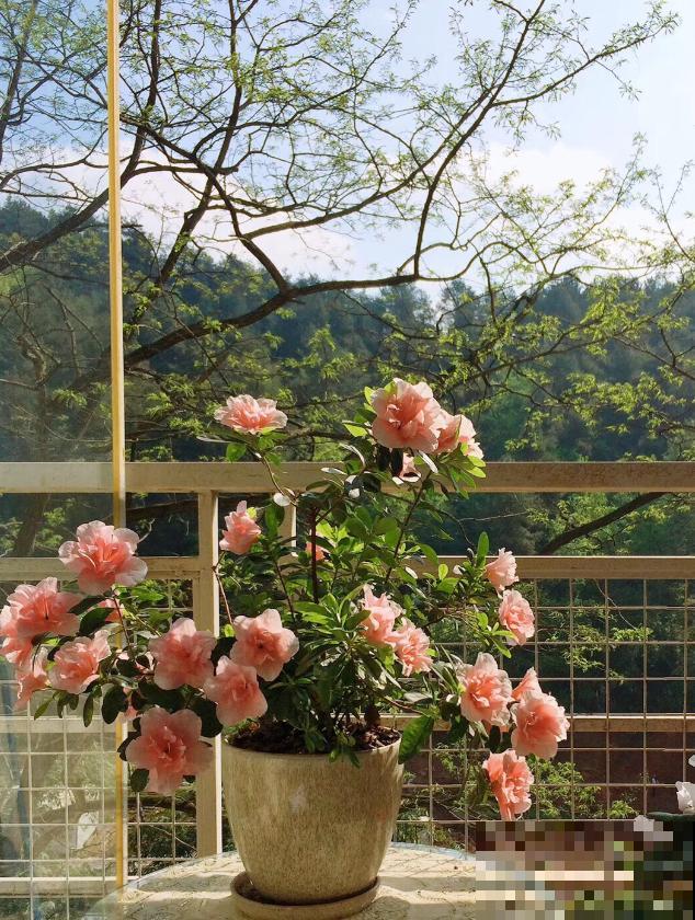 她家的花一开，就赶紧画成水彩画，比真花还美！