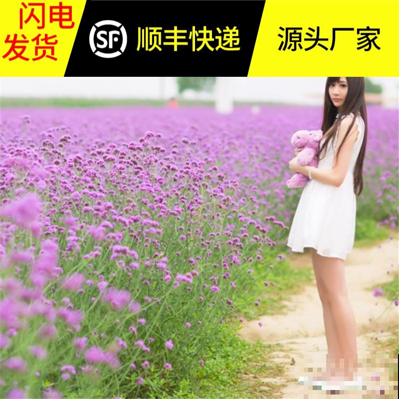 想要梦幻？不用去普罗旺斯，1把马鞭草种子满足你！