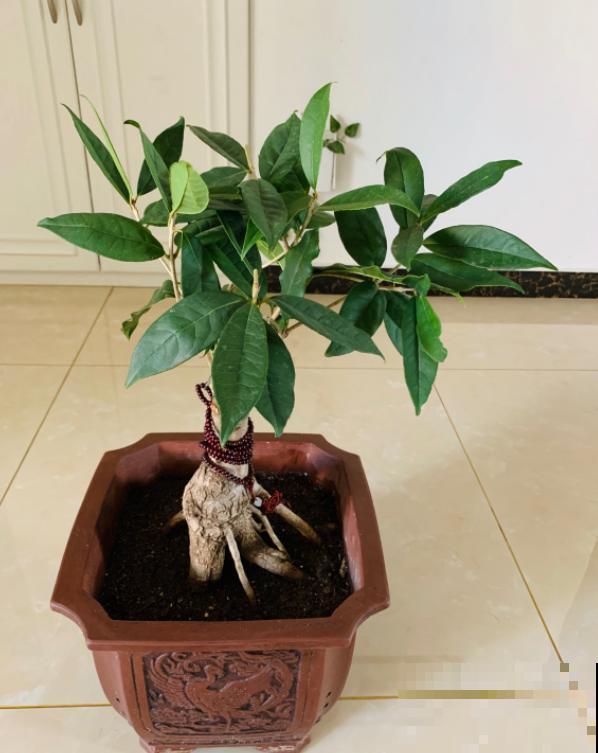 家里养桂花，这4件事不要做，不然叶子掉光光