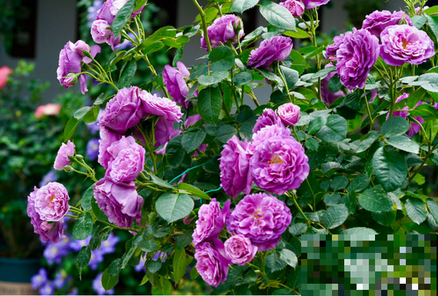 生活在于折腾,养花就是无休止的折腾,并且乐此不疲! 生活在于折腾,养花就是无休止的折腾,并且乐此不疲!