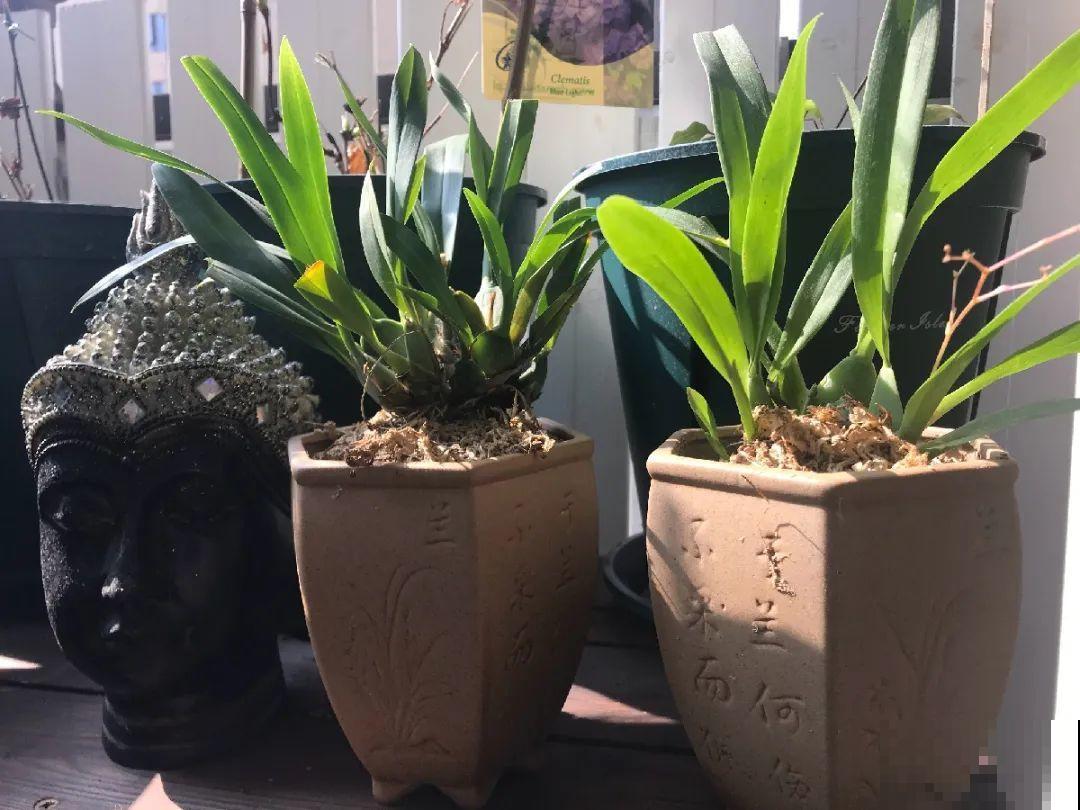 三伏已过,这花可以处理了,晚了错过开花! 三伏已过,这花可以处理了,晚了错过开花!