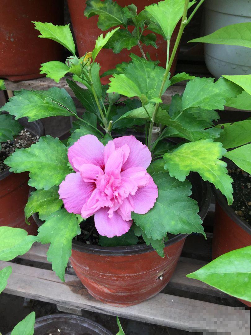 木槿花养不好?看这里,简单5点,满枝都是大花朵! 木槿花养不好?看这里,简单5点,满枝都是大花朵!