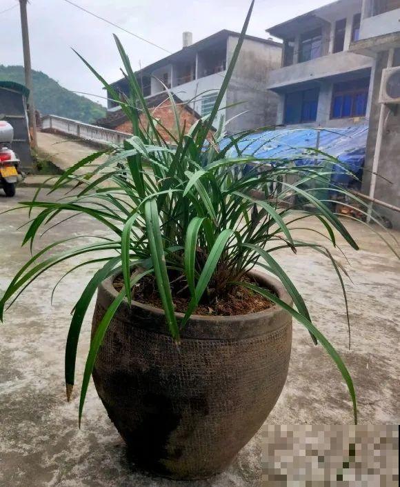 捡了3个大水缸，种上这几种花，放门口太霸气了！