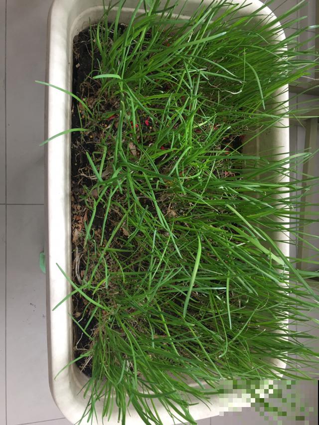 入秋家里种2种菜,生长速度快,俩月就能吃 入秋家里种2种菜,生长速度快,俩月就能吃