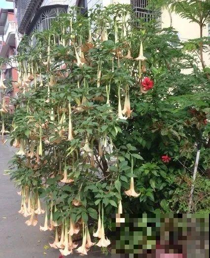 罂粟花不能随便种,私自种植,就得薅光 罂粟花不能随便种,私自种植,就得薅光