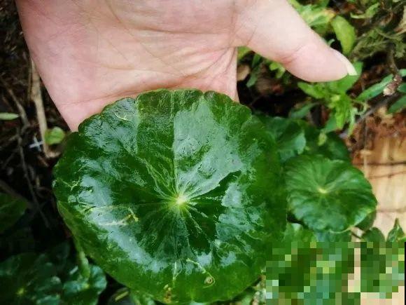 别花钱买了,这花野生一大堆,挖还是不挖? 别花钱买了,这花野生一大堆,挖还是不挖?