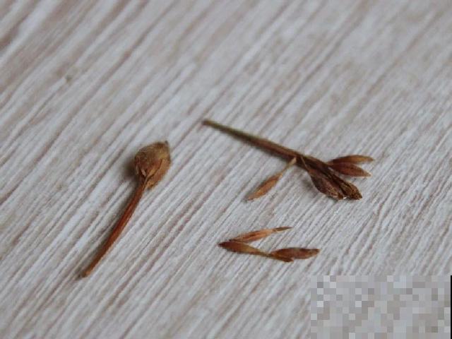 花开完别剪,再等15天,能收上千粒种子! 花开完别剪,再等15天,能收上千粒种子!