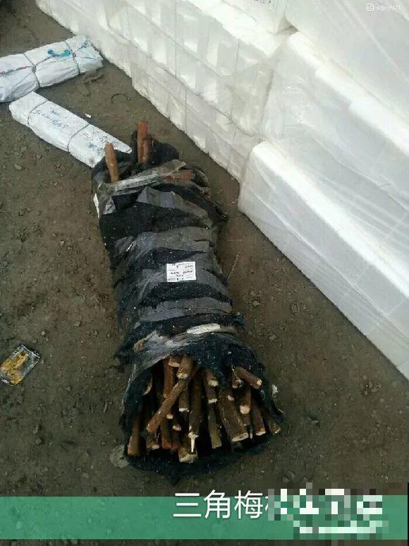 扦插有啥难？1根吸管，插活6盆花，太简单了！