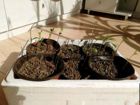 养花界的小强,用脚踩都死不了,根本不敢种院里! 养花界的小强,用脚踩都死不了,根本不敢种院里!