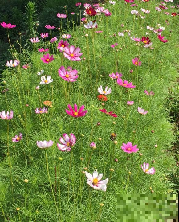 可以自生自长的花,种子掉土里就活,不用管开不停! 可以自生自长的花,种子掉土里就活,不用管开不停!