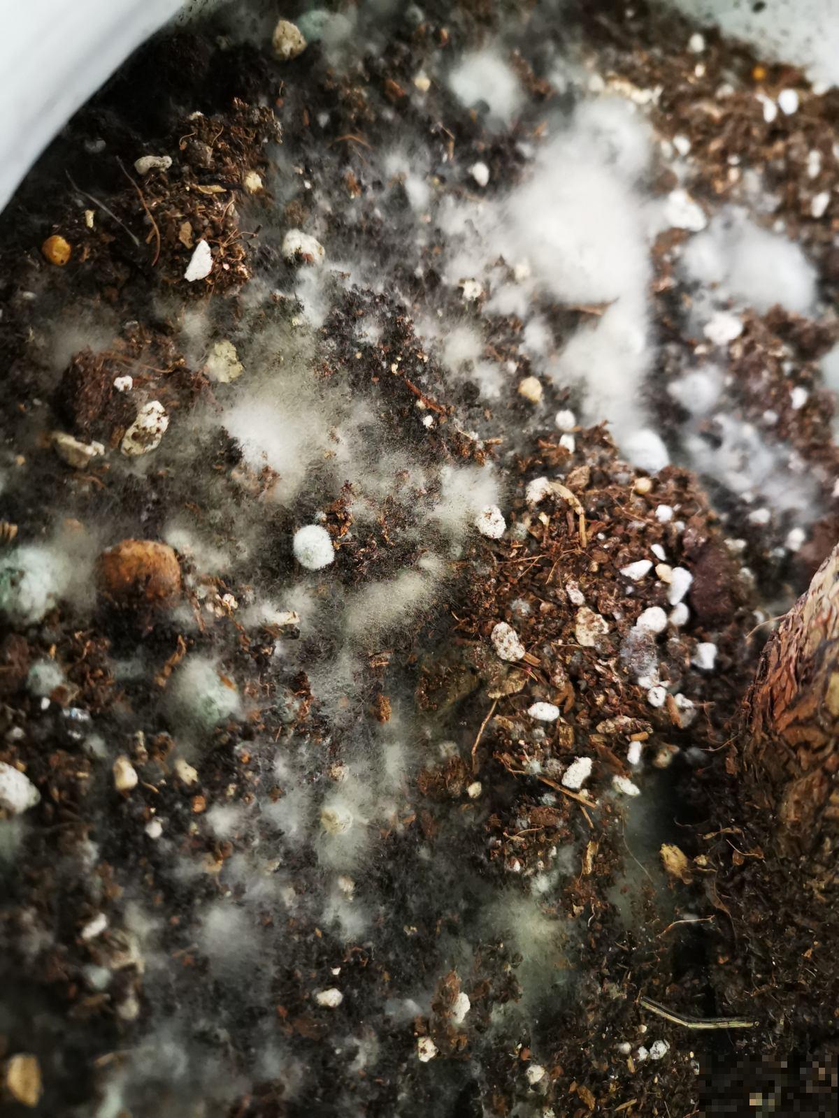 养花的旧土别乱用,3步改良,花卉旺得挤破盆! 养花的旧土别乱用,3步改良,花卉旺得挤破盆!