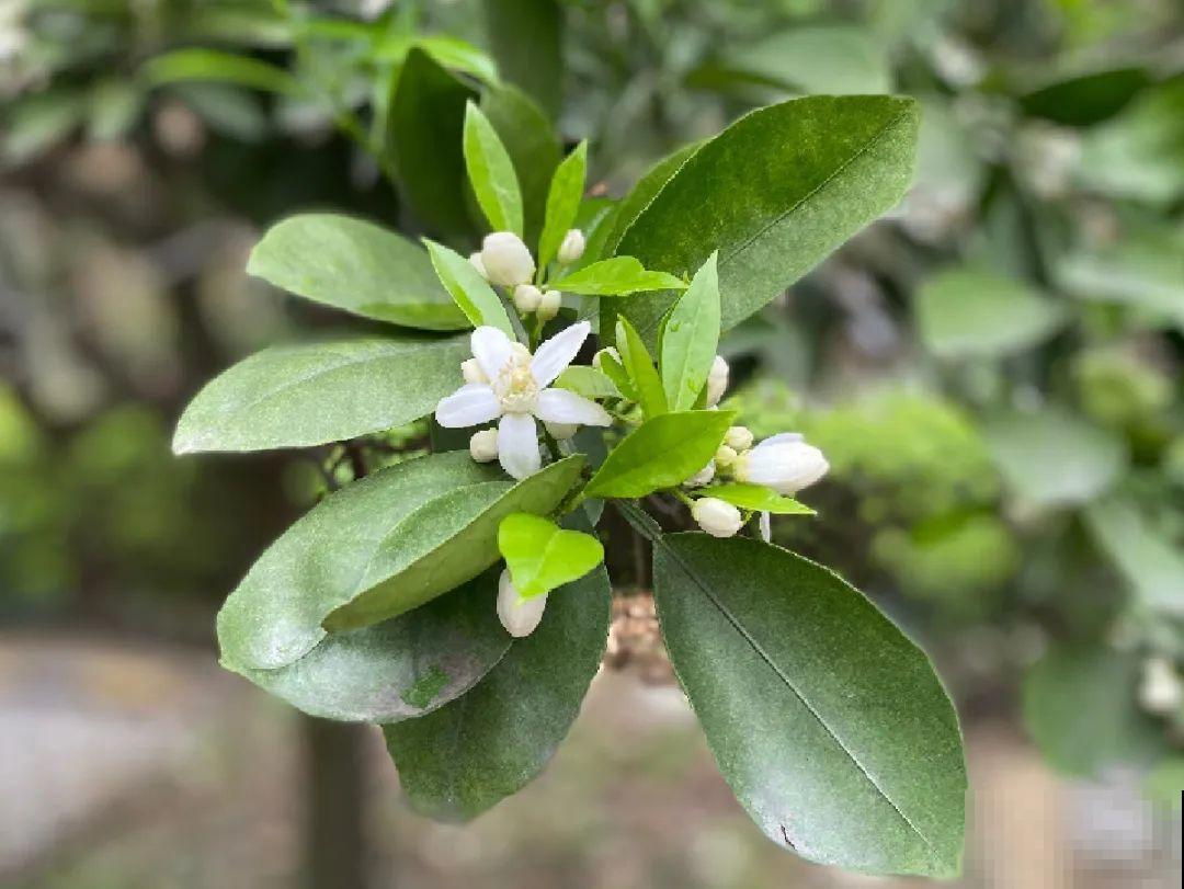 院子里种棵守家果树,镇宅风水好,旺人旺家 院子里种棵守家果树,镇宅风水好,旺人旺家
