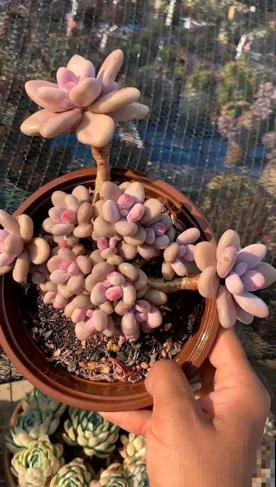 秋天养桃蛋，多晒太阳少浇水，长成胖乎乎的肉墩子